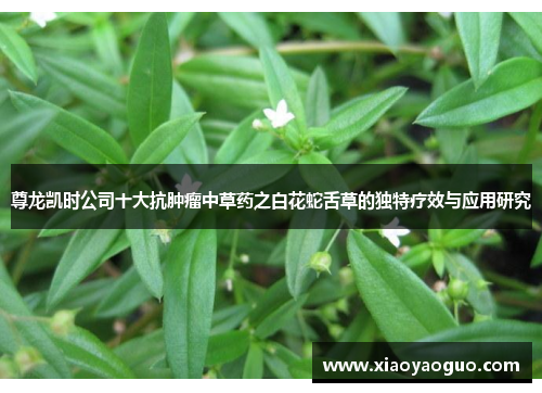 尊龙凯时公司十大抗肿瘤中草药之白花蛇舌草的独特疗效与应用研究