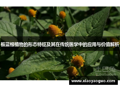 板蓝根植物的形态特征及其在传统医学中的应用与价值解析