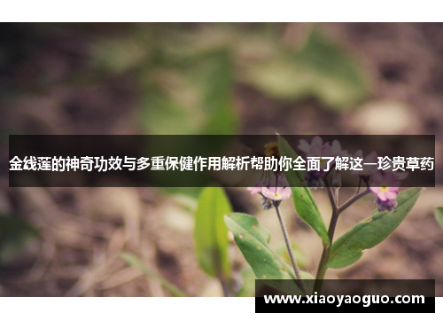 金线莲的神奇功效与多重保健作用解析帮助你全面了解这一珍贵草药